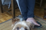 Chien