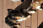 Chien