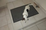 Chien