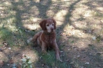 Chien