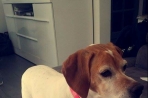 Chien
