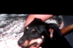 Chien