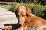 Chien