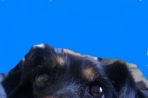 Chien