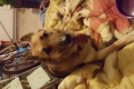 Chien