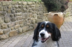 Chien