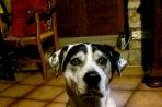 Chien