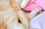 Chien