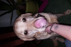 Chien