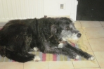 Chien