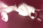 Chien