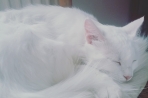Chien