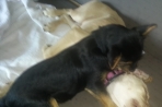 Chien
