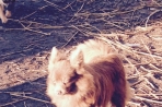 Chien