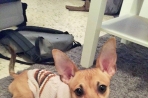 Chien
