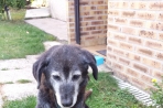 Chien