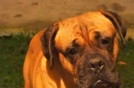 Chien