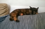 Chien