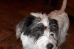 Chien