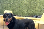 Chien