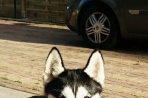 Chien