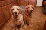 Chien