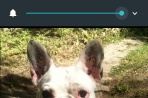 Chien