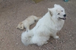 Chien