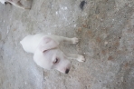 Chien