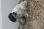 Chien