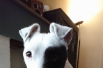 Chien