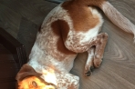 Chien