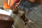 Chien