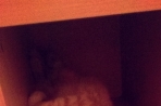 Chien