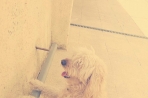 Chien