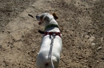 Chien