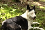 Chien