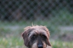 Chien