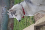 Chien
