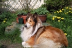 Chien