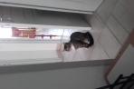 Chien