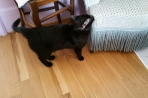 Chien