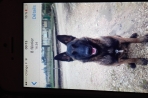 Chien