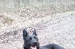Chien