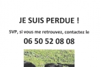 Chien