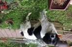 Chien