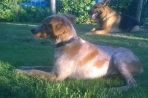 Chien