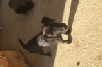 Chien