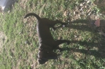 Chien