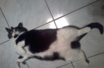 Chien
